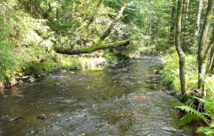 Fylleån rinner genom en skog